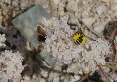 Epinomia