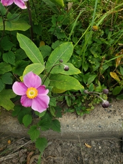 Eriocapitella hupehensis