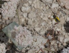 Epinomia