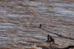 Chloroceryle americana