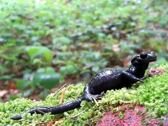 Salamandra atra