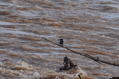 Chloroceryle americana