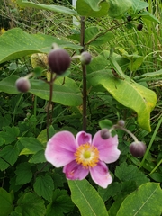 Eriocapitella hupehensis