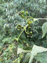 Silphium perfoliatum