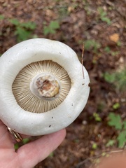 Lactifluus deceptivus