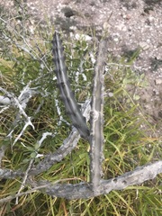 Peniocereus johnstonii