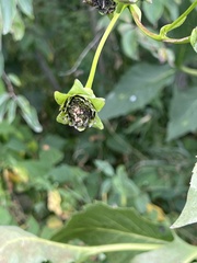Silphium perfoliatum