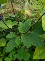 Eriocapitella hupehensis