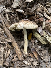 Echinoderma