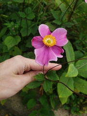 Eriocapitella hupehensis