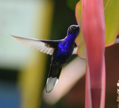 Campylopterus hemileucurus