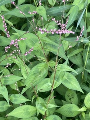 Persicaria posumbu