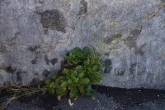 Sinapidendron gymnocalyx