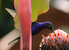 Campylopterus hemileucurus