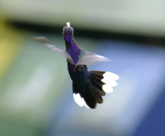 Campylopterus hemileucurus