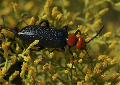 Lytta vulnerata