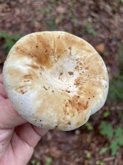 Lactifluus deceptivus