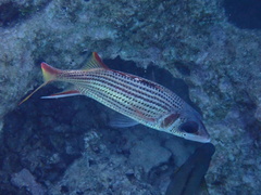 Neoniphon sammara