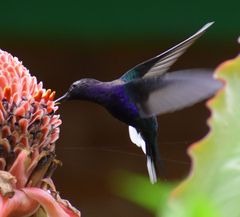 Campylopterus hemileucurus