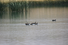 Lophonetta specularioides