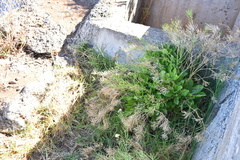 Sinapidendron gymnocalyx