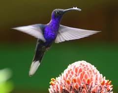 Campylopterus hemileucurus