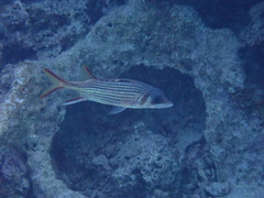 Neoniphon sammara