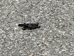 Trimerotropis verruculata