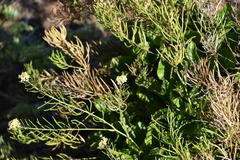 Sinapidendron gymnocalyx