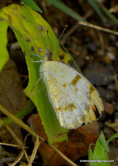 Colotis aurora