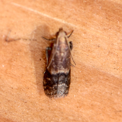 Eulogia ochrifrontella