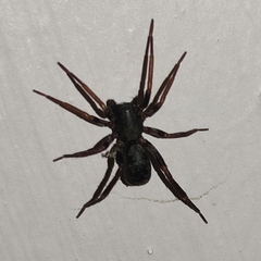 Corinnidae