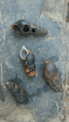Juga plicifera