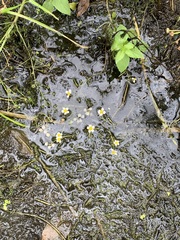 Ranunculus trichophyllus