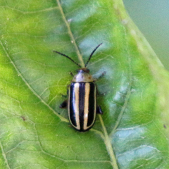 Disonycha glabrata
