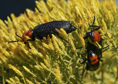 Lytta vulnerata
