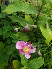 Eriocapitella hupehensis