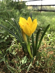 Sternbergia lutea