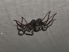 Corinnidae