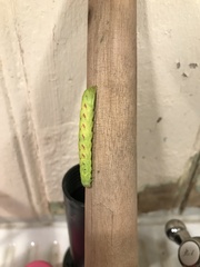 Lacanobia contigua