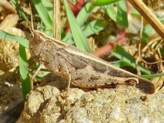 Aiolopus strepens