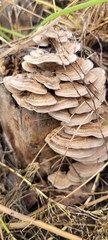Trametes betulina