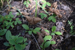 Gyromitra infula
