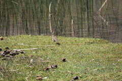 Cinclodes