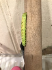 Lacanobia contigua