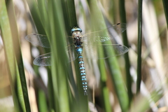 Rhionaeschna variegata