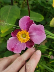 Eriocapitella hupehensis