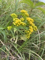 Solidago riddellii