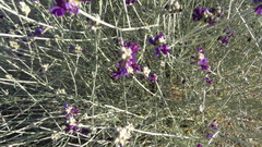 Psorothamnus scoparius