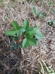 Fragaria virginiana